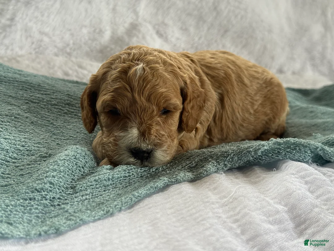 Cavapoo dogs for sale: Archer - Ad 5