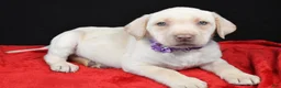 Labrador Retriever dogs for sale: Rita - Ad 5