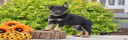 German Shepherd dogs for sale: Rex - Ad 3