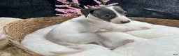 Italian Greyhound dogs for sale: Italian Greyhound 6 - Ad 7