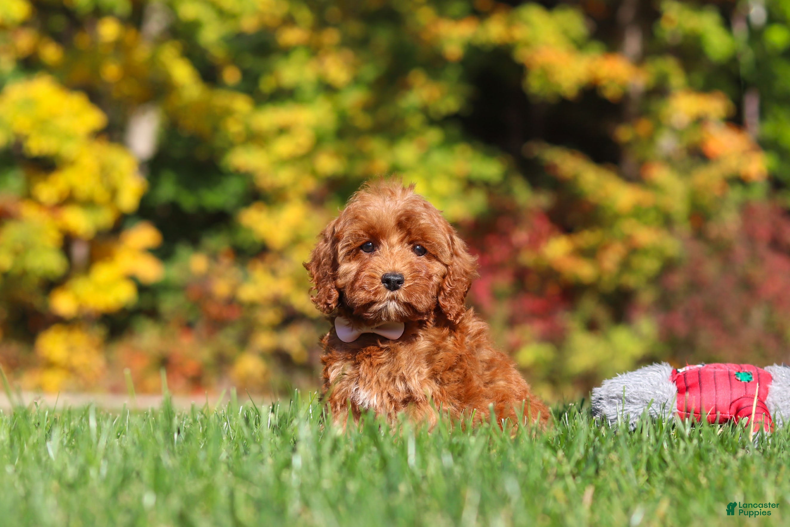 Cockapoo dogs Goldie - Ad 2