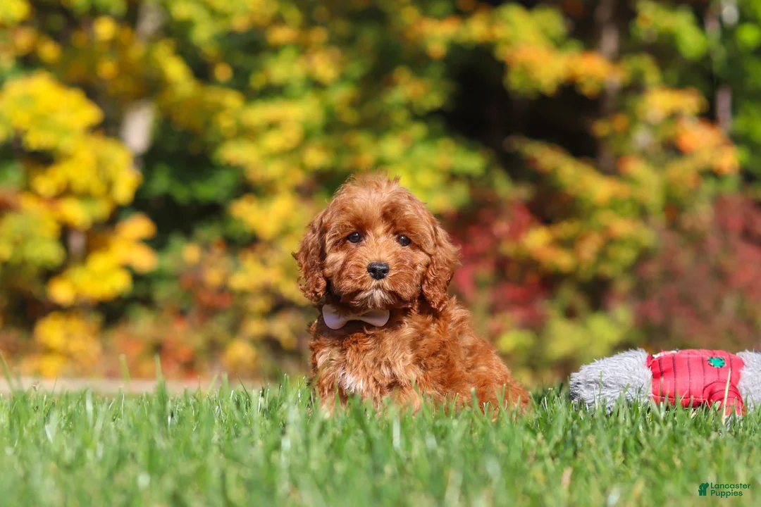 Cockapoo dogs for sale: Goldie - Ad 2