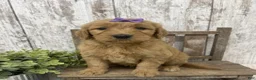 Goldendoodle dogs for sale: Goldendoodle 2 - Ad 4