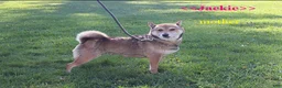 Shiba Inu dogs for sale: Jessena - Ad 7