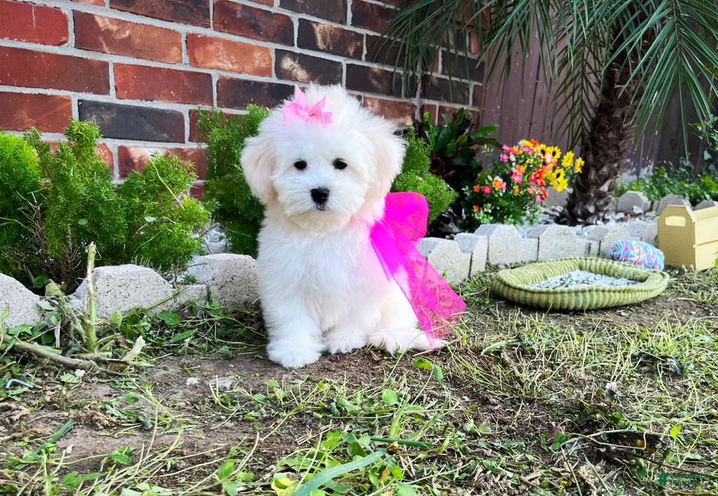 Maltese dogs Princess - Ad 1