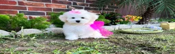 Maltese dogs for sale: Princess - Ad 1