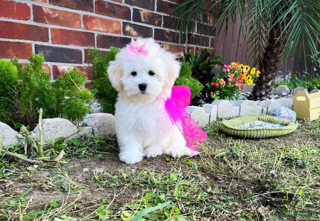 Maltese dogs for sale: Princess - Ad 1