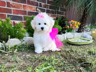 Maltese dogs for sale: Princess - Ad 3