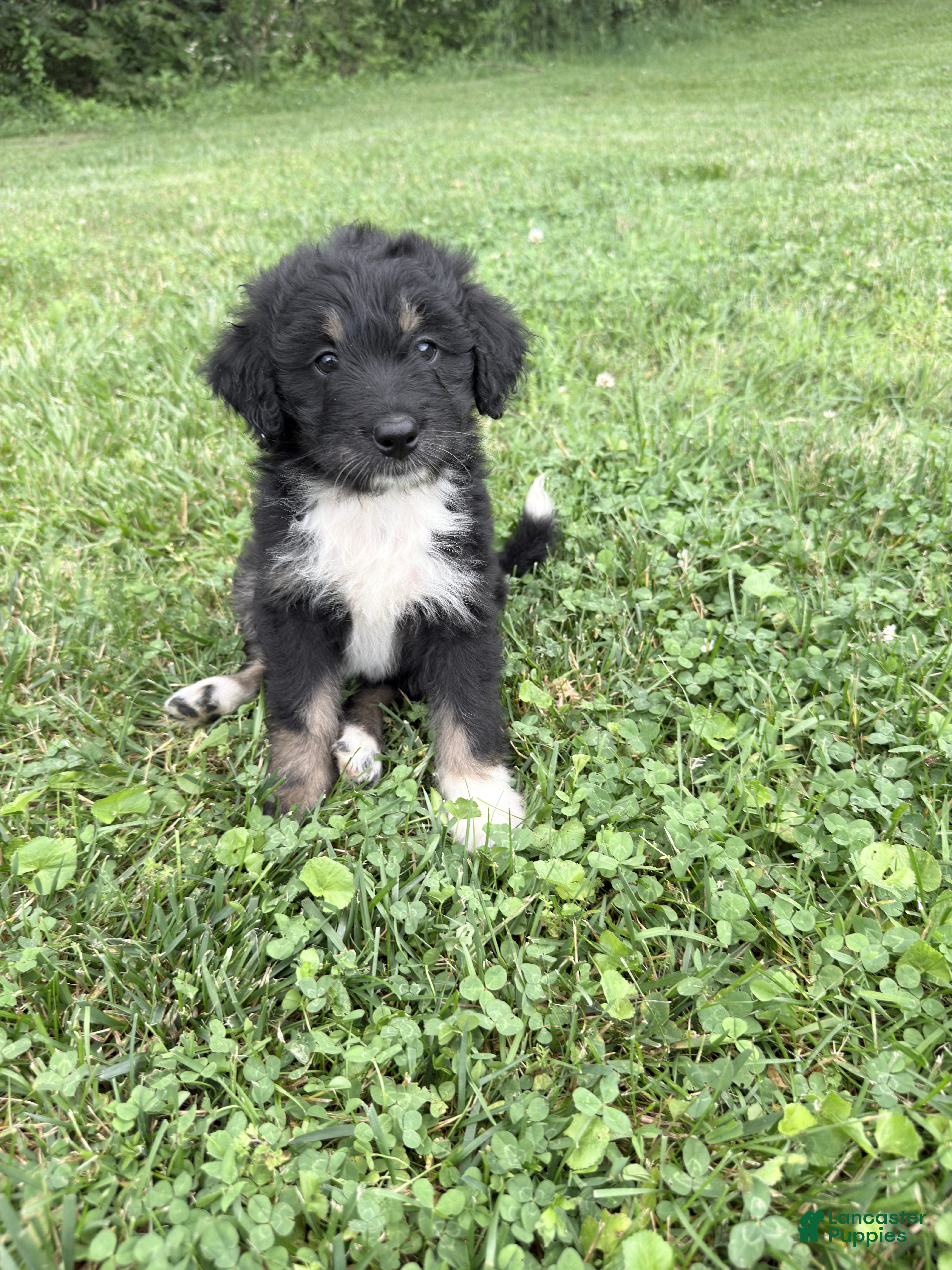 Aussiedoodle dogs Sunny - Ad 1