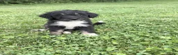 Aussiedoodle dogs for sale: Sunny - Ad 1