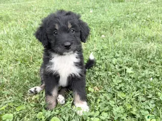 Aussiedoodle dogs for sale: Sunny - Ad 1