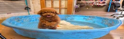 Miniature Poodle dogs for sale: Nancy - Ad 3