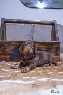 Miniature Dachshund dogs for sale: Miniature Dachshund Purple - Ad 3