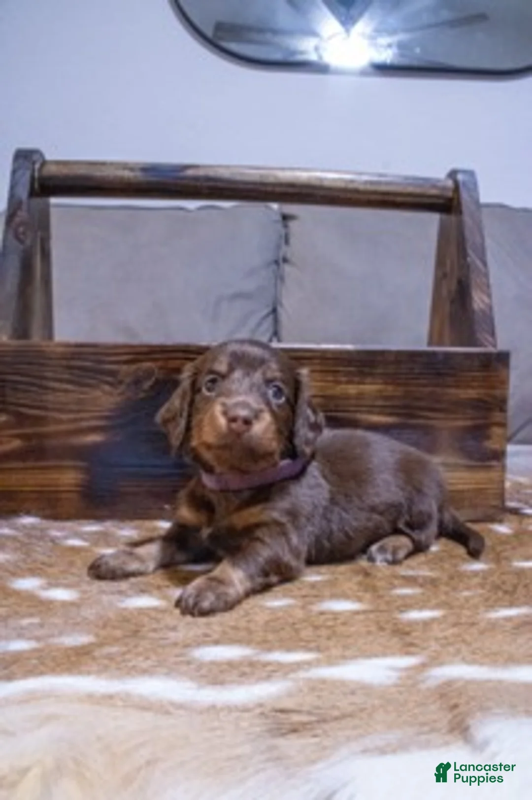Miniature Dachshund dogs for sale: Miniature Dachshund Purple - Ad 1