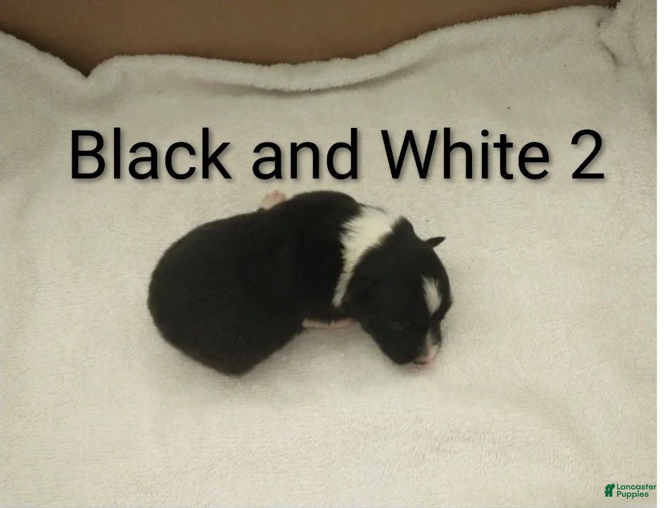 Border Collie dogs Border Collie 4 - Ad 42