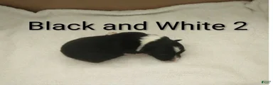 Border Collie 4