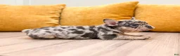 French Bulldog dogs for sale: Leo - Ad 3