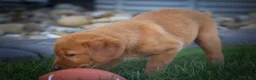 Labrador Retriever dogs for sale: NELLY - Ad 5