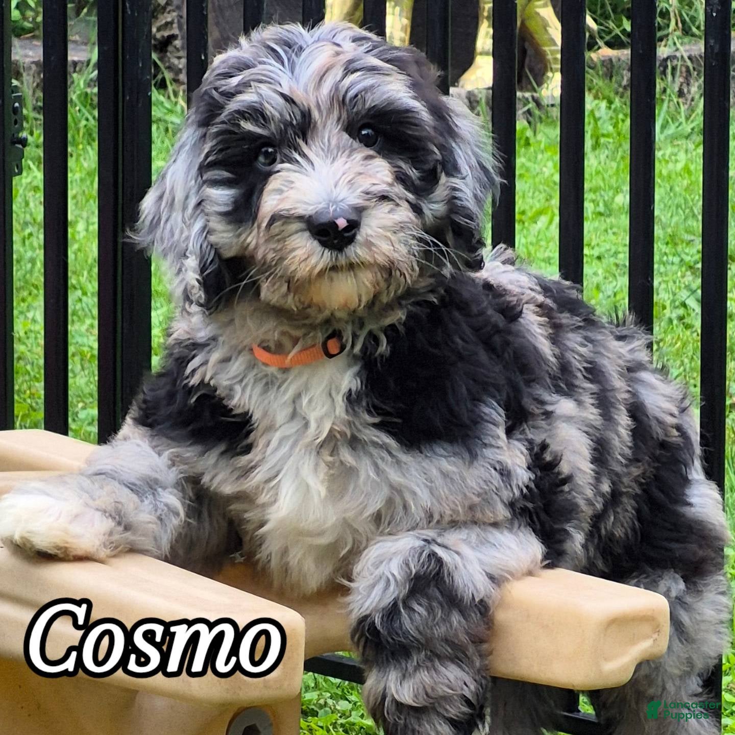 Mini Sheepadoodle dogs Cosmo - Ad 1