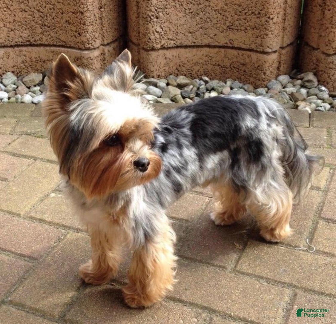 Yorkshire Terrier dogs Yo-yo tiny toy - Ad 2