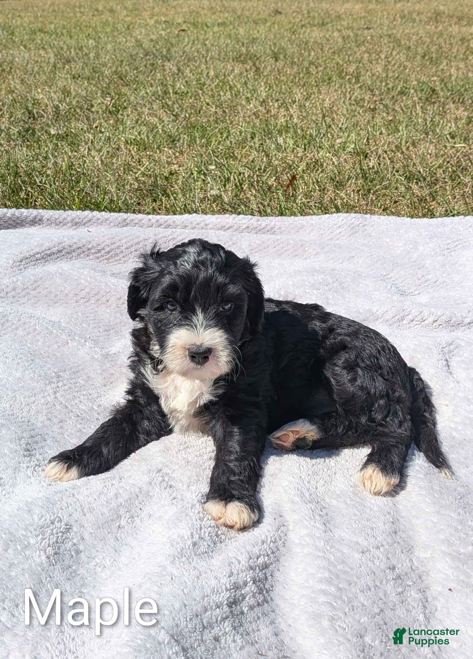 Mixed Breed dogs Maple - Ad 2
