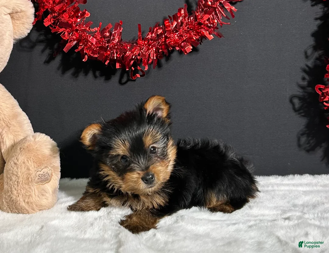 Yorkshire Terrier dogs for sale: Charlie - Ad 2