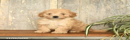 Maltipoo dogs for sale: Jackson - Ad 2