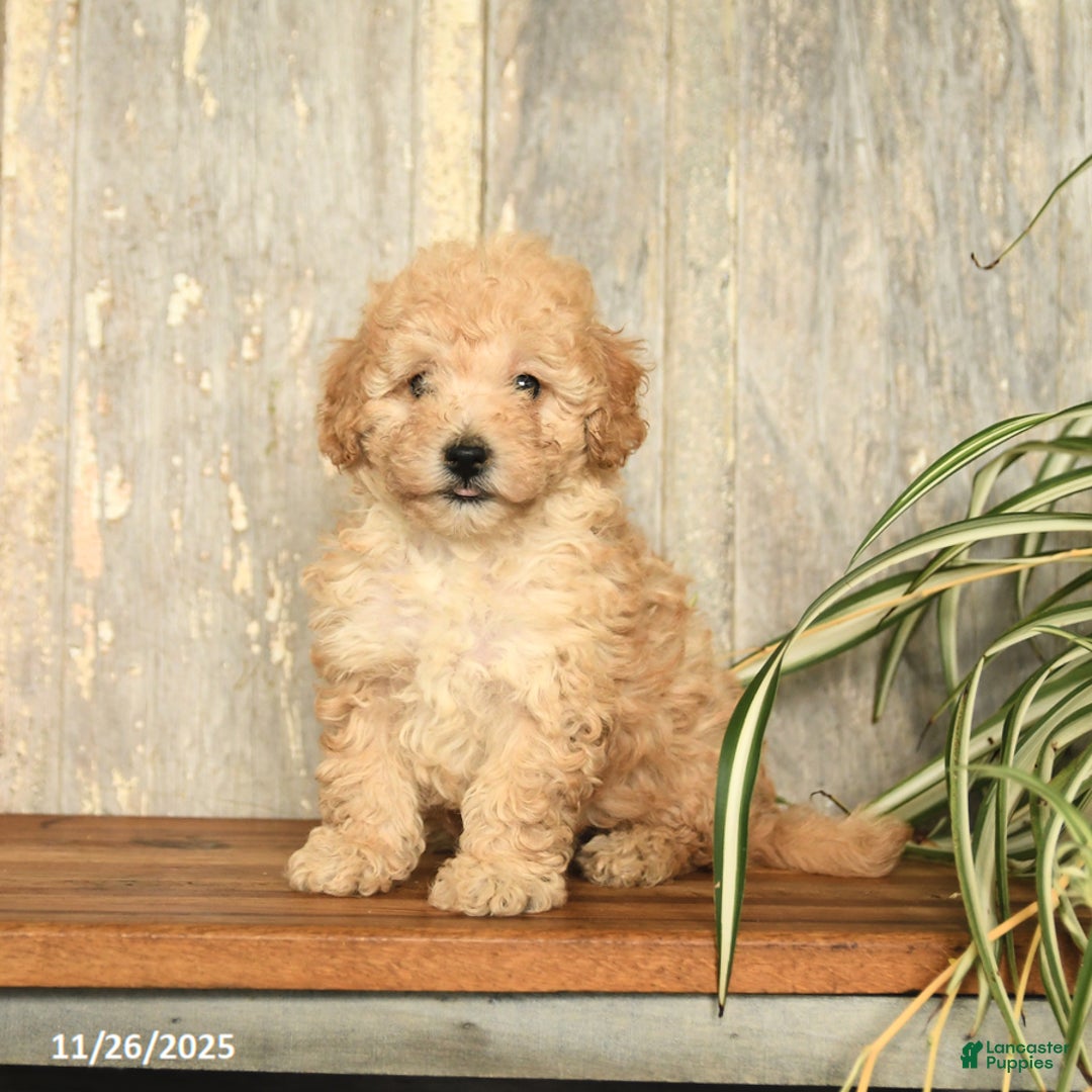 Maltipoo dogs for sale: Jackson - Ad 2