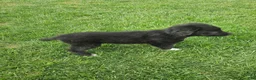 Mixed Breed dogs for sale: Buddy - Ad 2