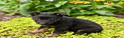 German Shepherd dogs for sale: Chevy - Ad 5