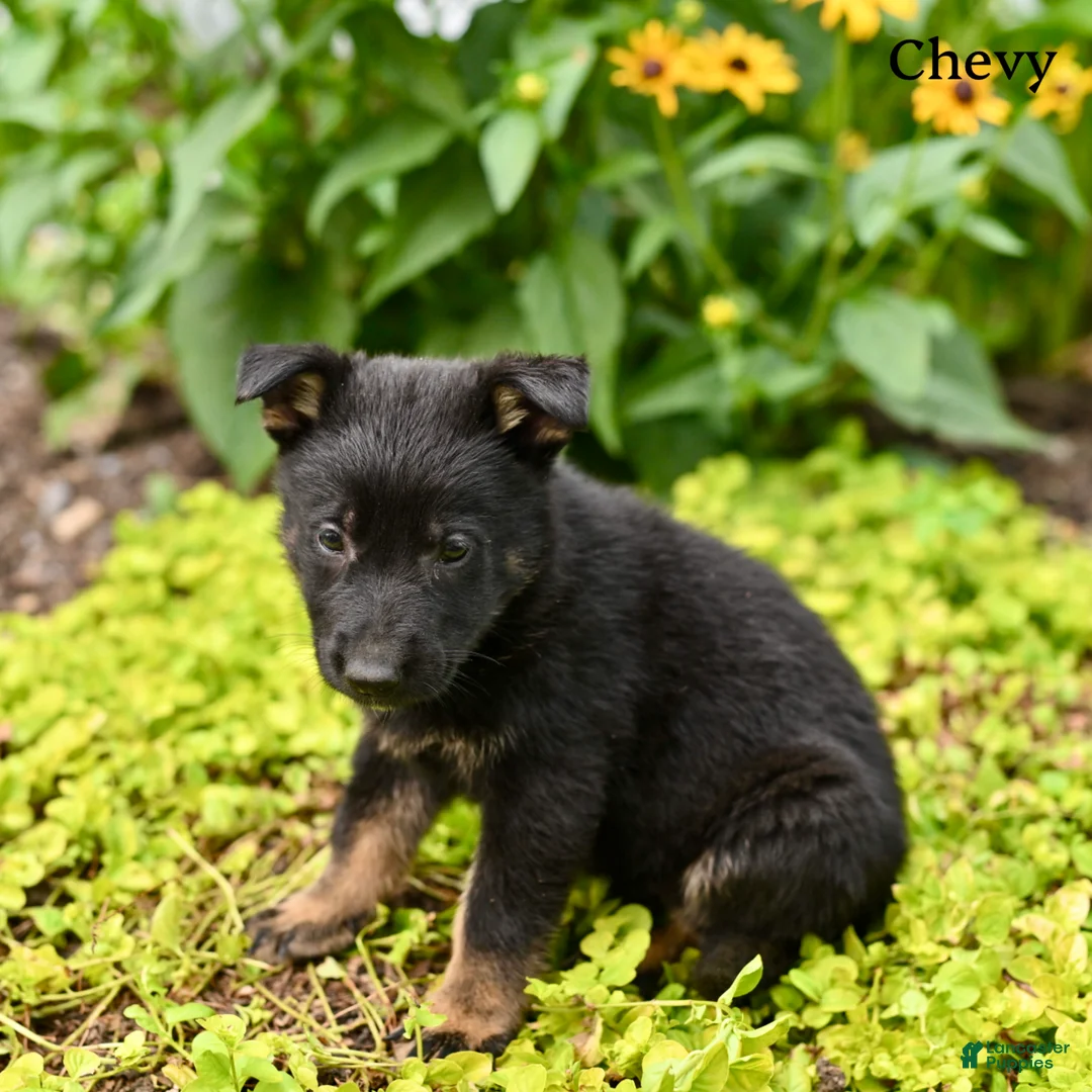 German Shepherd dogs for sale: Chevy - Ad 5