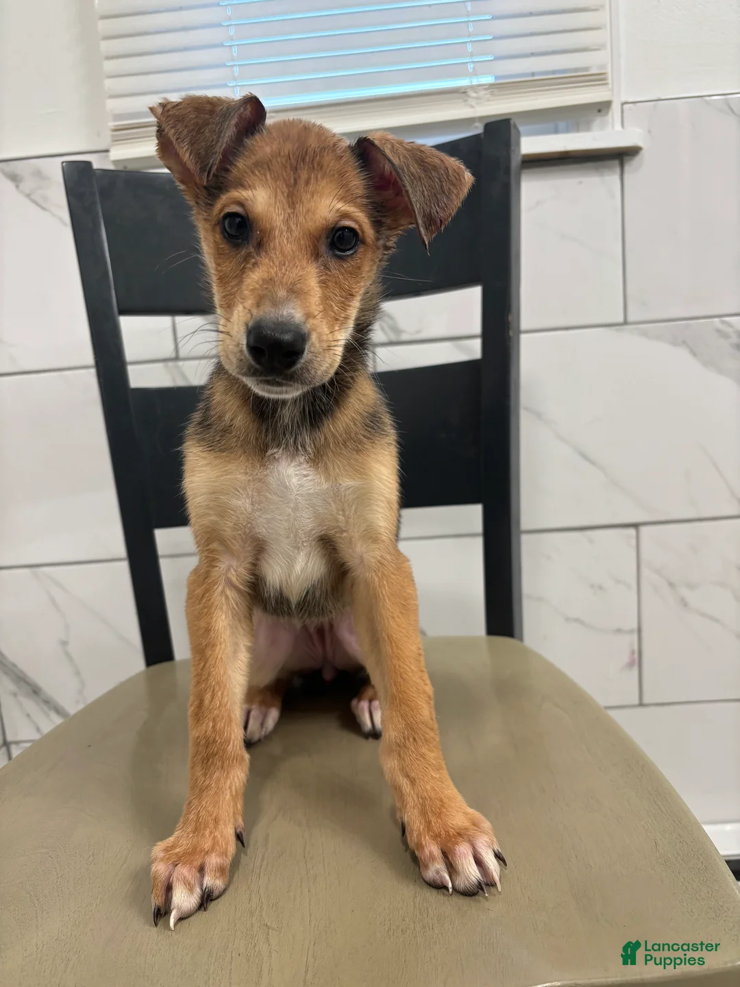 Mixed Breed dogs for sale: Mixed Breed Puppy 9 - Ad 2