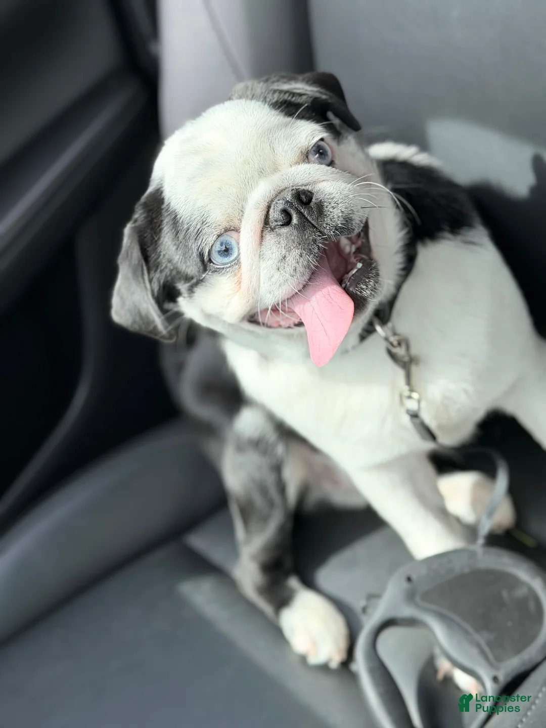 Pug dogs for sale: Panda pug - Ad 2