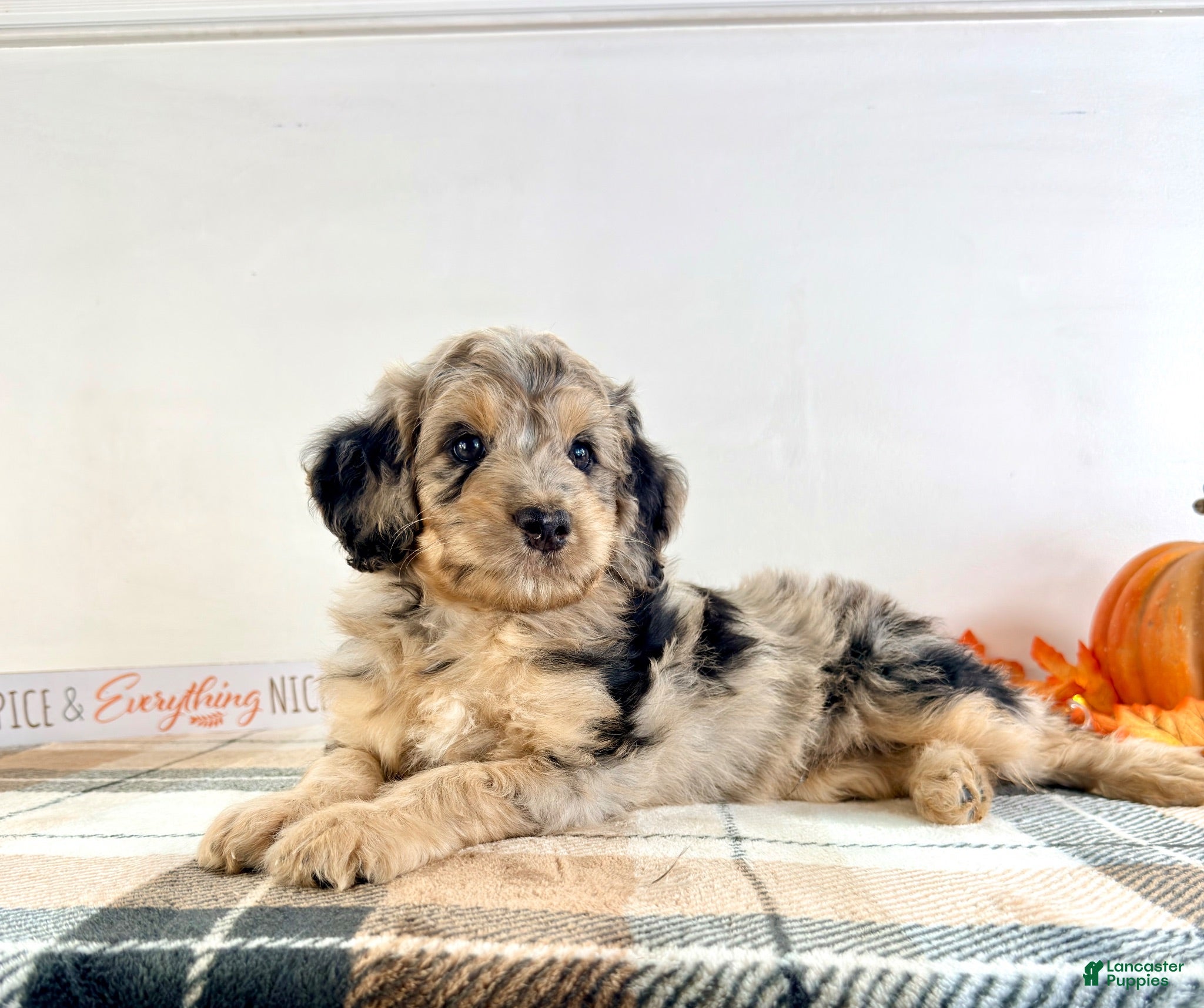 Bernedoodle dogs Draco - Ad 27