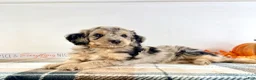 Bernedoodle dogs for sale: Draco - Ad 1