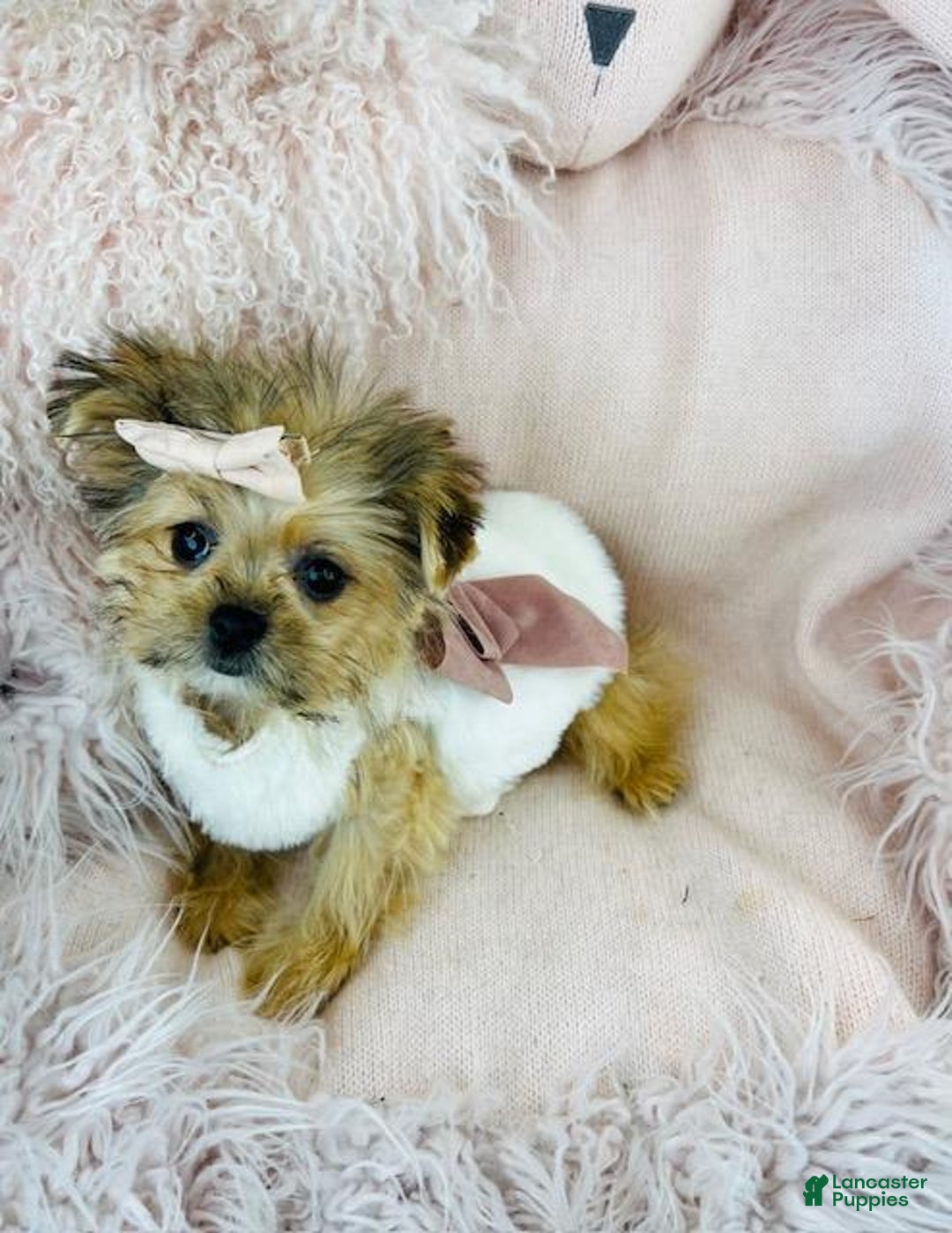 Mixed Breed dogs for sale: Mixed Breed Puppy 1 - Ad 2