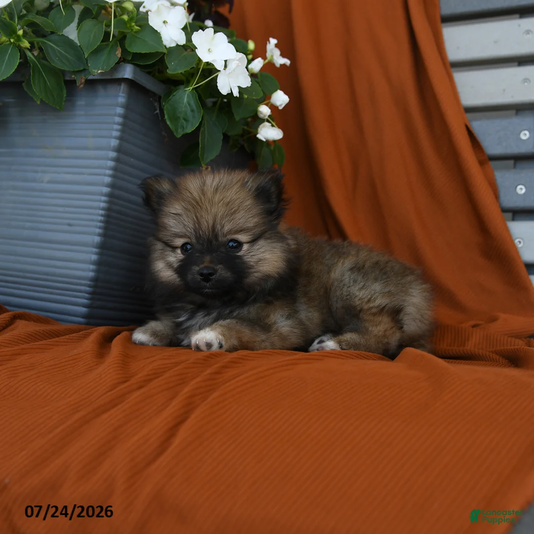 Pomeranian dogs for sale: Muskateers - Ad 3