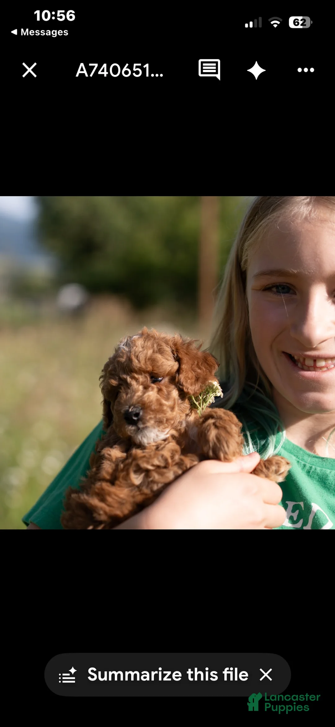 Mini Goldendoodle dogs for sale: Mini Goldendoodle 7 Harrison - Ad 1