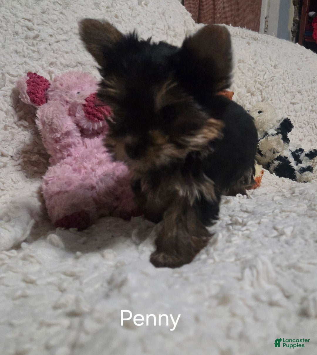 Yorkshire Terrier dogs for sale: Penny - Ad 4