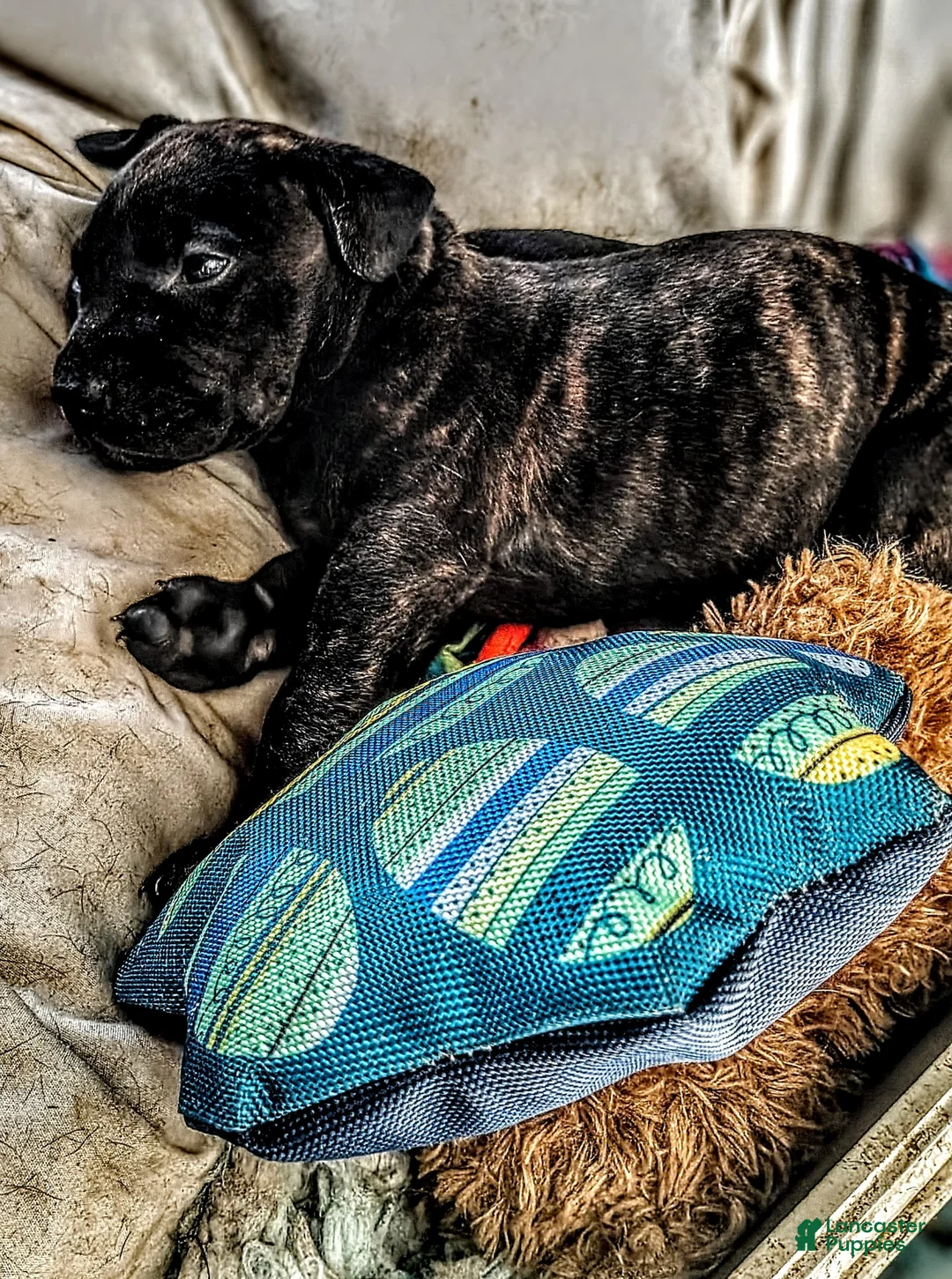 Mixed Breed dogs for sale: Stormy - Ad 1