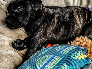 Mixed Breed dogs Stormy - Ad 8