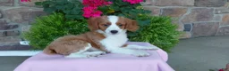 Aussiedoodle dogs for sale: Aussiedoodle 3 - Ad 7