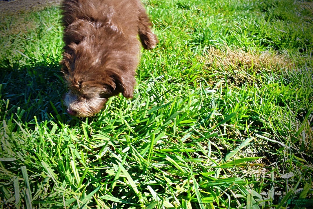 Havapoo dogs for sale: Hero - Ad 16