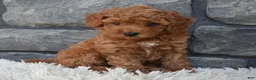 Toy Poodle dogs for sale: Cuddles  - Ad 4