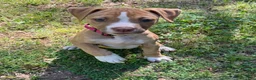American Bulldog dogs for sale: Daisy - Ad 5