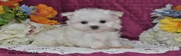 Maltese dogs for sale: Tina - Ad 4