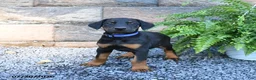 Doberman Pinscher dogs for sale: Pepsi - Ad 4