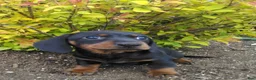 Dachshund dogs for sale: Lexi - Ad 5