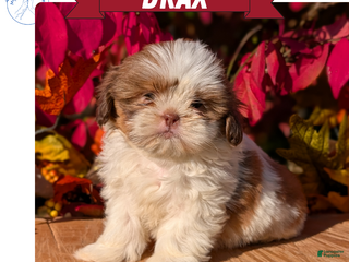 Shih Tzu dogs - Ad 22