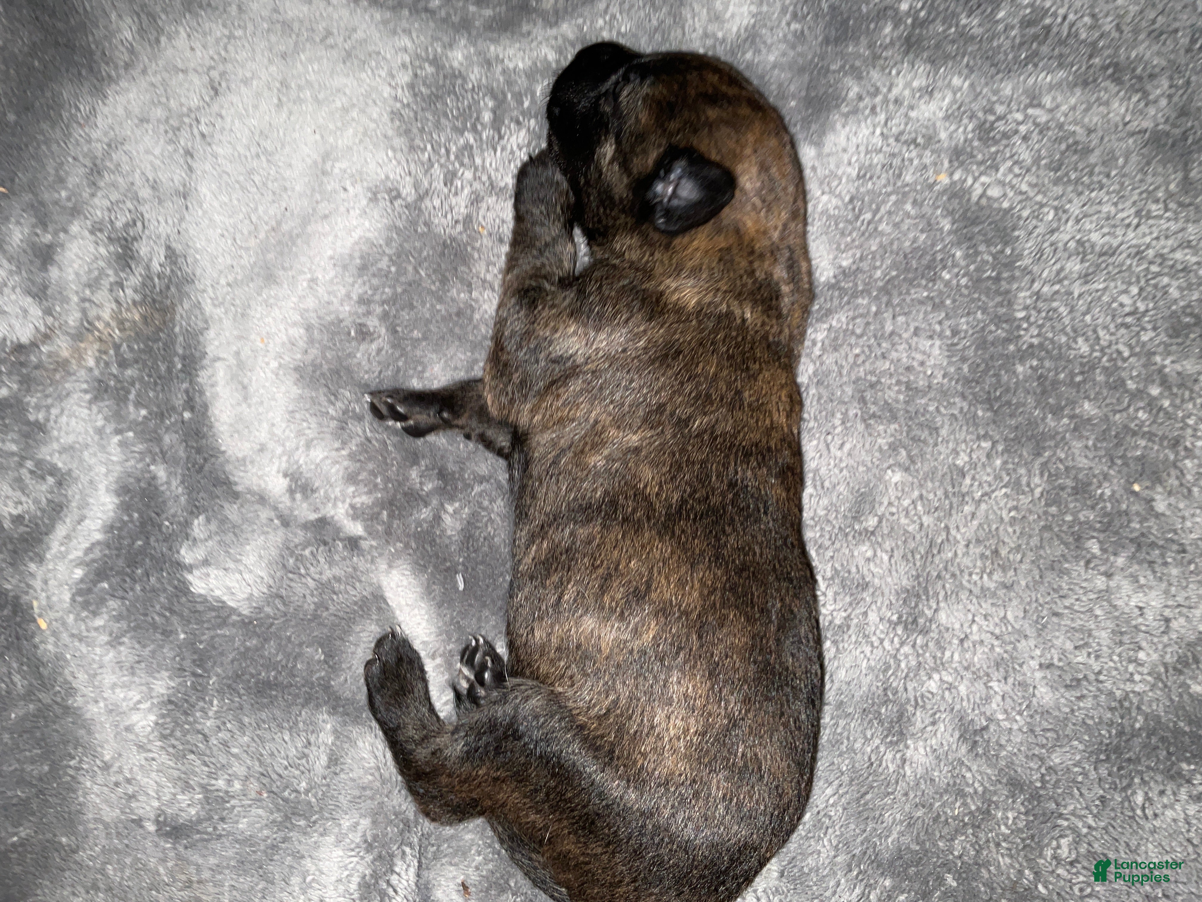 Dutch Shepherd dogs Jackson - Ad 14